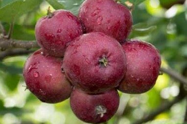 Excesso de frutificação. FONTE: EMBRAPA